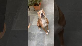 Green eyes 😨😱 mostdangerous dangerdog pitbulldog doglover ytshorts subscribers viralvideo [upl. by Hollander]