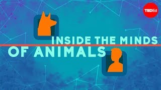 Inside the minds of animals  Bryan B Rasmussen [upl. by Katalin]