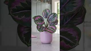 Rainbow Foliage Indoor Plants plants houseplants indoorplants [upl. by Kelci264]