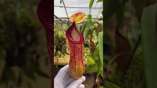 Item Short BE3672  N ventricosa x hamata carnivorous nepenthes [upl. by Varipapa435]