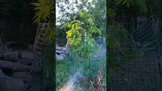 My Sumac 🌳 Tree 🌴 3 years old nature tree [upl. by Alexa]