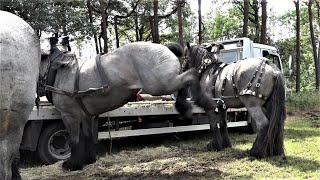 Kaltblüter Gestresste Nervenbündel 42 Int Historisch Festival Panningen am 30072023 [upl. by Melisa]