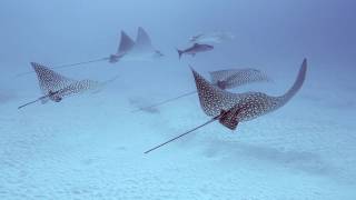 Scuba Diving in Cozumel with Spotted Eagle Rays [upl. by Anidualc]