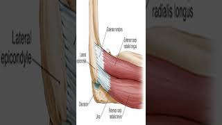 Anatomy Extensor Carpi Radialis Brevis ECRB shorts [upl. by Paget]