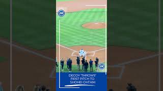 Decoy Dekopin throws first pitch to Shohei Ohtani for Dodger Stadium bobblehead night Shorts [upl. by Ylliw]