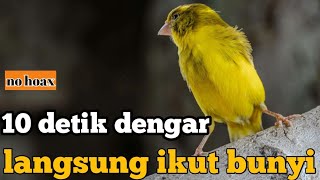 kicauan kenari bunyi panjang [upl. by Aikenat]