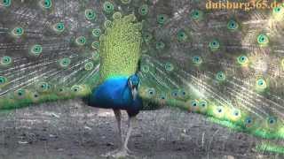 Ein Pfau im Zoo Duisburg [upl. by Asteria]