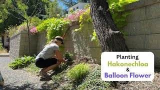 Planting Hakonechloa amp Balloon Flower [upl. by Ainolopa443]