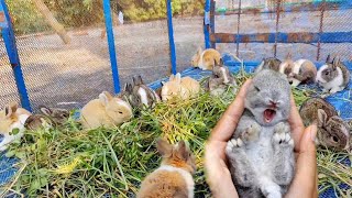 Rabbit Screaming Sound Happy  Baby rabbits Sounds relaxing [upl. by Averyl]