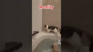 Cats VS Water  Expectation VS Reality [upl. by Ettelra]