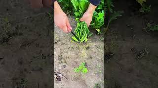 Stem cutting process of fresh vegetable [upl. by Eisor712]