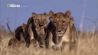 Afrikas cleverste Jäger  Raubkatzen auf Jagd Nat Geo Wild Doku [upl. by Cornia]