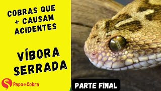 O perigo da víbora serrada  Papo de Cobra [upl. by Parette]