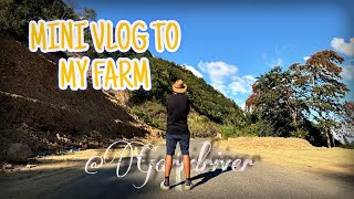 Mini vlog to my piggery farm mokokchung [upl. by Whiteley]