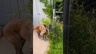 Cadaver dog at work malinois searchandrescue workingdog [upl. by Doralynn]