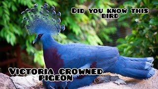 victoria crowned pigeon  fact of victoria crowned pigeon birds nature beautiful [upl. by Aikemit]