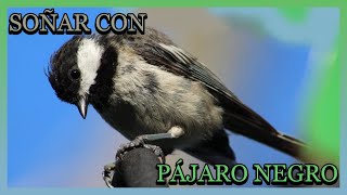 SOÑAR CON PÁJARO NEGRO 🦅 SOÑAR CON PÁJAROS Y AVES NEGRAS QUE TE ATACAN GRANDES VOLANDO MUERTA 💜 [upl. by Hardigg]