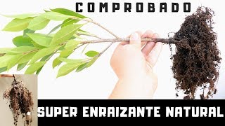 EL ENRAIZANTE MAS FACIL  ECONOMICO  EFECTIVO Y NATURAL PARA TODO TIPO DE PLANTAS [upl. by Joyan]