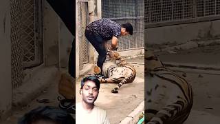 Tiger ne attack kiya is aadmi per 😱viralvideotigarjyotishfitnessshortvideoindiamotivationsad [upl. by Imhsar]