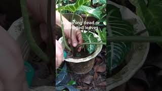 How do I trim xanthosoma lindenii leaves [upl. by Michi]