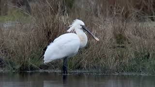 Spoonbills Otmoor rspb courtesy of Rob Cadd [upl. by Forcier931]