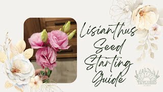 Lisianthus Seed Starting Guide When to Start Germinating Seeds amp Planting Tips [upl. by Felicdad297]