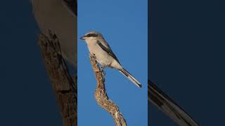 Loggerhead Shrike wildbirdphotography birds wildlife [upl. by Irama266]