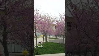 Eastern Redbud Cercis Canadensis Trees at Aaniin Community Centre Markham Canada  Shorts [upl. by Siriso]