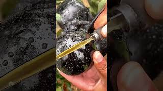 Black apple 🍎 shorts new nature fruits garden vegetables foryou shortvideo [upl. by Akinas]