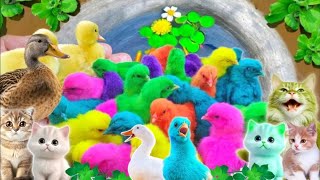 Menangkap ayam lucu ayam warna warni ayam rainbow bebek angsa ikan hias ikan cupang Kelinci [upl. by Aruon]