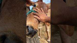 Acidosis treantment in cattle 💉🙏cattle animals shortsvideo [upl. by Ahsielat]