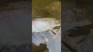 Releasing a beautiful steelhead back fishing fish [upl. by Umberto]