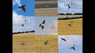 Pigeon Shooting with Tahir Farooq July 2024 West Yorkshire England [upl. by Netty]