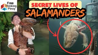 Nakakita Ka na ba nito Misteryosong Salamander Halimaw nga ba AXOLOTL [upl. by Puri]