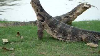 Monitor Lizards Do Battle Lumphini Park  Bangkok Thailand [upl. by Nyletak]