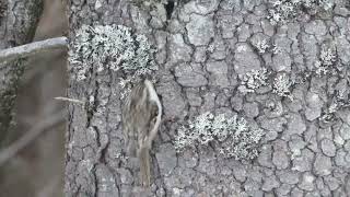 Singing Treecreeper Norway [upl. by Aciraj980]