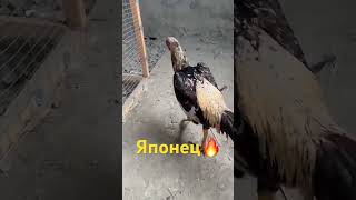 Въетнамяпон красивый Петя music remix birds aseelmurga shamo 🚀 [upl. by Nedah]