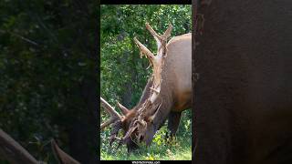 Bull Elk Shedding Velvet for the Rut [upl. by Atteroc861]