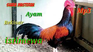 masteran Ayam Bekisar Juara Kelas Utama [upl. by Fraze]