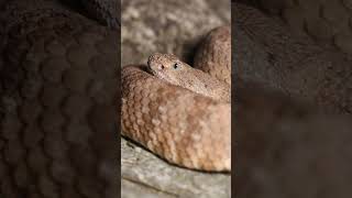 Roughscaled Bush Viper  Atheris hispida [upl. by Trembly332]