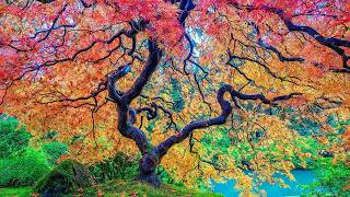 10种秋天最美的树 Top 10 Trees for Colorful Fall [upl. by Albion230]