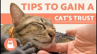 How to Gain the Trust of a Cat [upl. by Sussna]