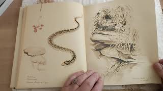 Nature Books by Edith Holden [upl. by Swords]