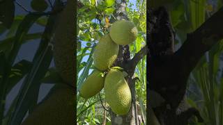 Growing Jackfruit On My Off Grid Farm In Jamaica shorts fruit gardening offgrid [upl. by Gisela318]