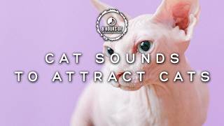 Attract Cats Like Crazy with These Cats Meowing Sounds Cat Sounds to Attract Cats [upl. by Chappy]