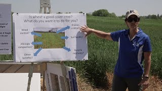 Using Wheat as a Cover Crop [upl. by Norrej]