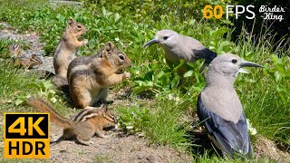 Cat TV for Cats to Watch 😺 Countless Chipmunks Squirrels and Birds 🐿 8 Hours 4K HDR 60FPS [upl. by Isla703]