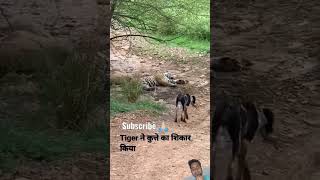 tiger attack on dogs tiger ranthamboretigersafari wildlife tigerfight lion ytshorts [upl. by Oznerol919]