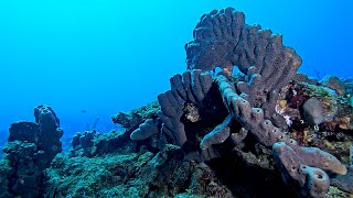 St Croix Fri Sept 13 2024  Dive 1 Captain Morgan [upl. by Khudari]