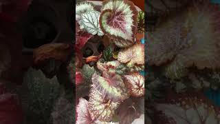 Бегонії 😍 begonia бегонія бегонії begoniarex begonias today цьогодня рослиниукраїна квіти [upl. by Dilly84]